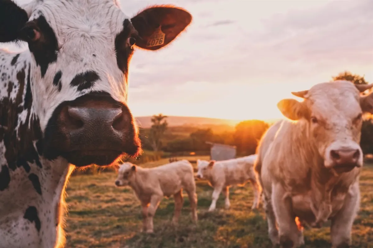 How a Dairy Farm Owner Can Run the Whole Farm from One App